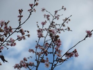 IMG_2519