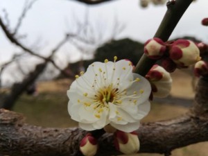 IMG_20190211_162047
