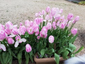 IMG_20190211_162923