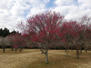 IMG_20190217_085118