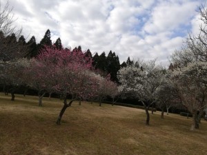 IMG_20190217_085142