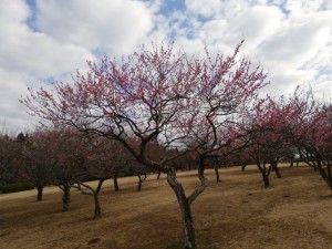 IMG_20190217_085459