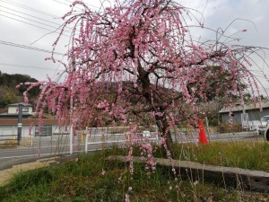 IMG_20190223_144512