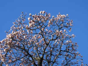 IMG_2681