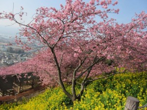 IMG_2831