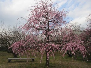 IMG_2846