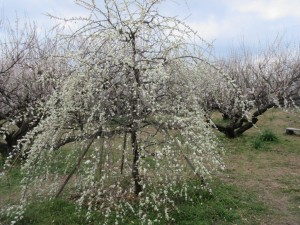 IMG_2847