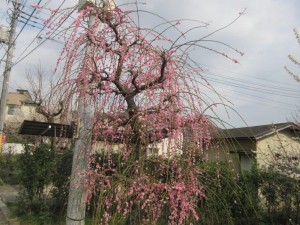 IMG_2852