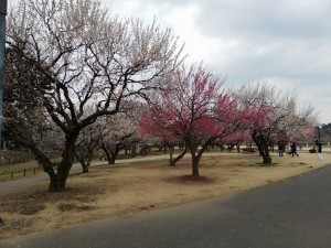 IMG_20190303_091048