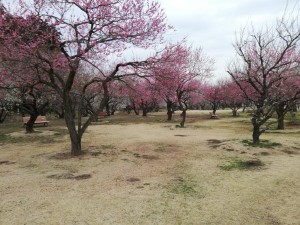 IMG_20190303_091206