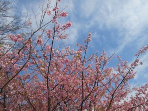 IMG_2940