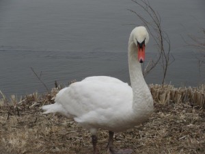 IMG_2951