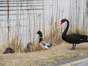 IMG_2952