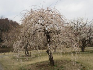 IMG_2960