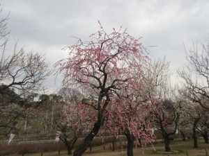 IMG_2961