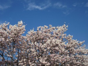 IMG_2994