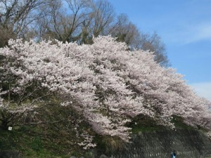 IMG_3003