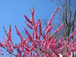 IMG_3083