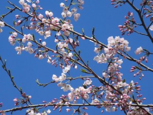 IMG_3105