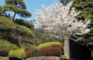 2019-04-04 皇居 通り抜け (9)