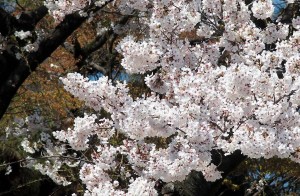 2019-04-04 皇居 通り抜け (18)