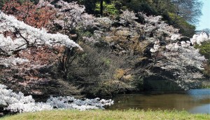 2019-04-04 皇居 通り抜け (14)