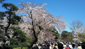 2019-04-04 皇居 通り抜け (13)