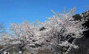 2019-04-04 皇居 通り抜け (12)