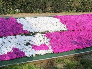 IMG_0320