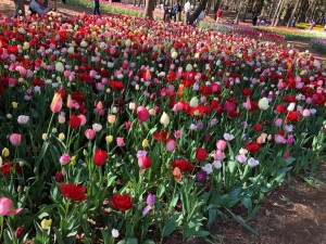 IMG_0445