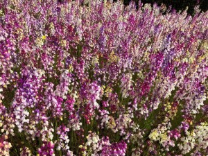 IMG_0484