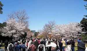 2019-04-04 皇居 通り抜け (11)