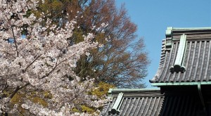 2019-04-04 皇居 通り抜け (23)