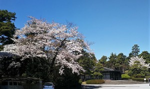 2019-04-04 皇居 通り抜け (8)