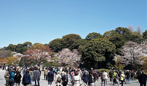 2019-04-04 皇居 通り抜け (6)