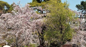 2019-04-04 皇居 通り抜け (20)