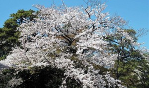 2019-04-04 皇居 通り抜け (17)