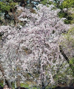 2019-04-04 皇居 通り抜け (19)