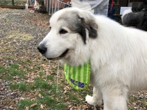 IMG_0637