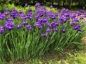 IMG_0868