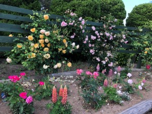 IMG_0948