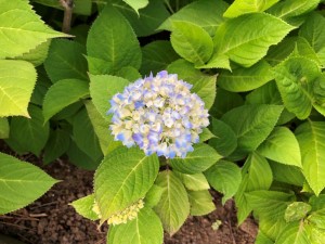 IMG_0949
