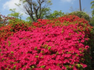 IMG_3302