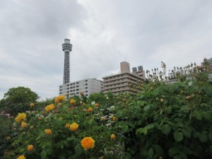 IMG_3341