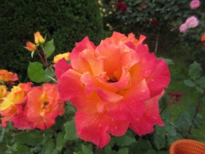 IMG_3349