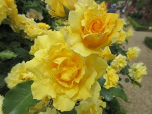 IMG_3355