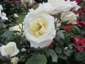 IMG_3357