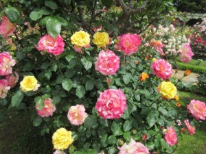IMG_3361