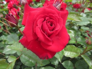 IMG_3368