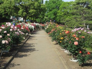 IMG_3371